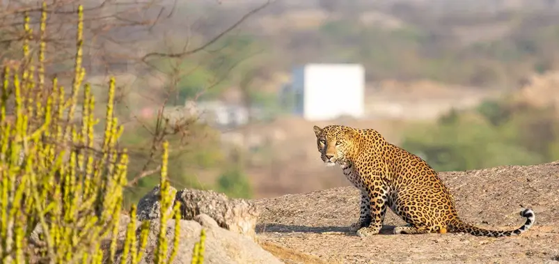 Jawai